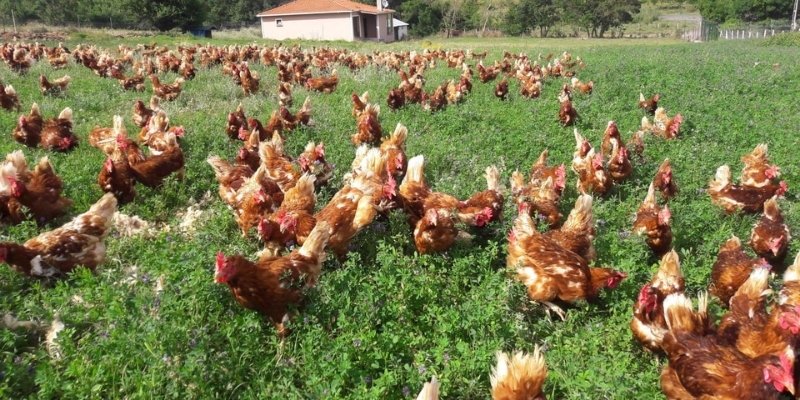 organik köy tavuğu tokat’tan doğal ve taze gönderim